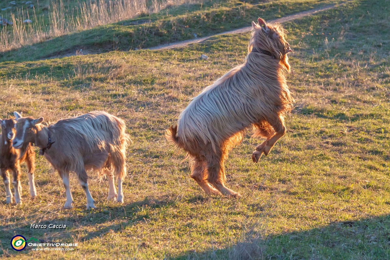 Albanovembrina  dal Linzone-28.JPG